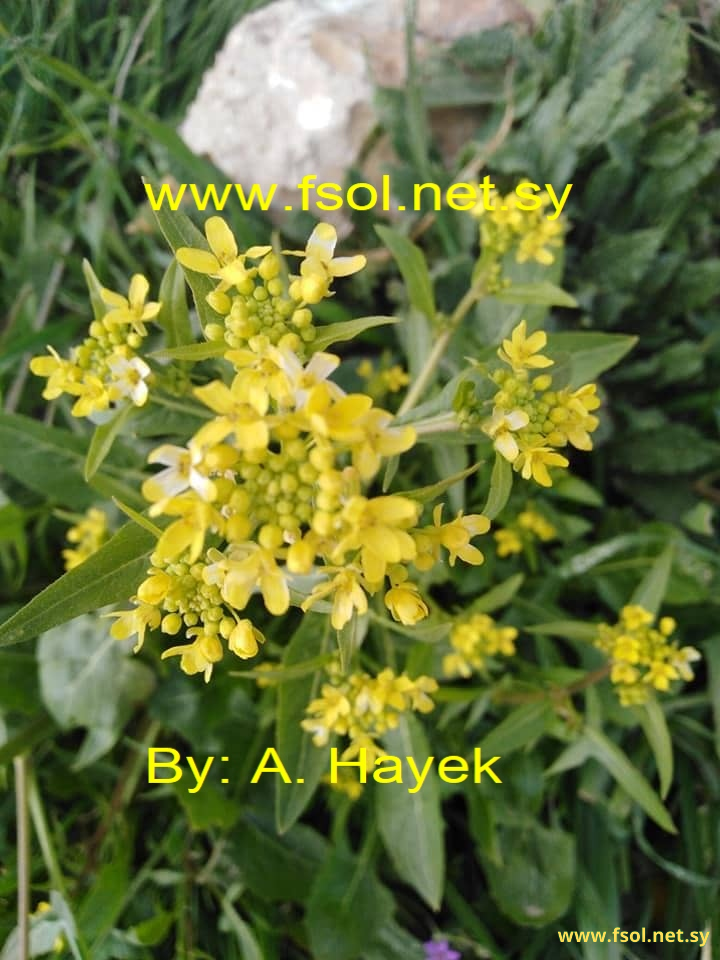 Ochthodium aegyptiacum (L.) D.C.